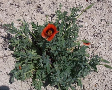 gelincik otu1-9b.jpg